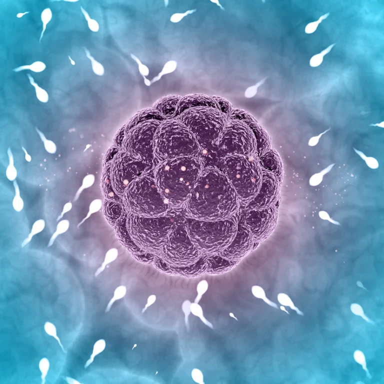Etrafında sperm hücreleri bulunan çok hücreli embriyo illüstrasyonu